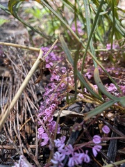 Grevillea leptobotrys