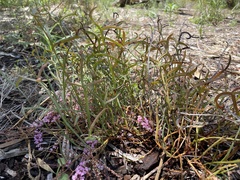 Grevillea leptobotrys