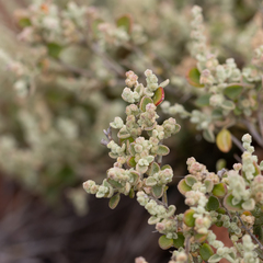 Chenopodium desertorum