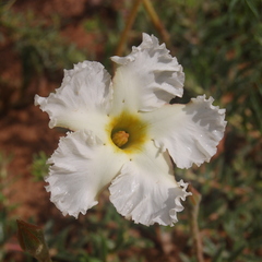 Mandevilla petraea