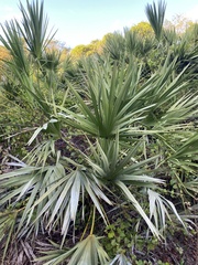 Serenoa repens