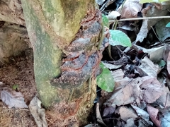 Coriolopsis gallica