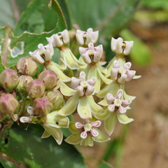 Asclepias mellodora