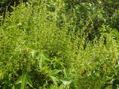 Metastelma burchellii