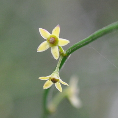 Orthosia scoparia