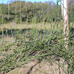Orthosia scoparia