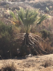 Washingtonia