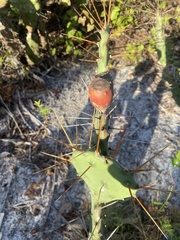 Opuntia austrina