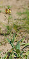 Oxypetalum arnottianum