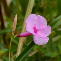 Rhabdadenia madida