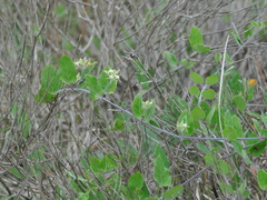 Oxypetalum tomentosum