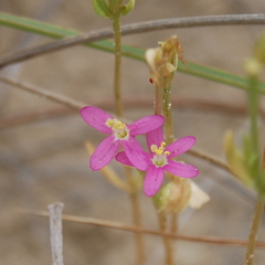 Centaurium pulchellum