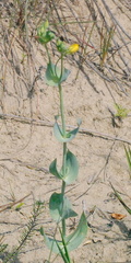Blackstonia perfoliata