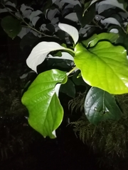 Persea americana