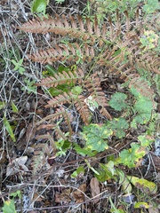 Pteridium caudatum