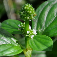Spermacoce palustris