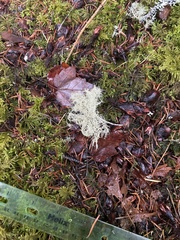 Usnea nidulans