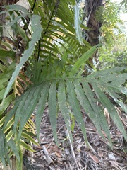 Phlebodium aureum