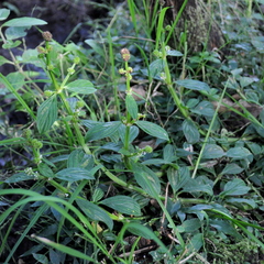 Spermacoce palustris
