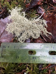 Usnea nidulans