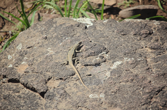 Liolaemus monticola