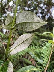 Oligactis sessiliflora