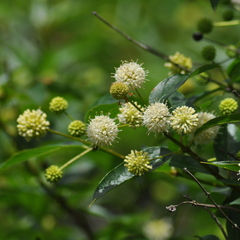 Cephalanthus glabratus
