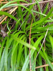 Dolichoglottis lyallii