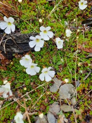 Ourisia caespitosa