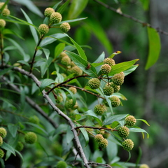 Cephalanthus glabratus