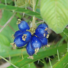 Coccocypselum lanceolatum