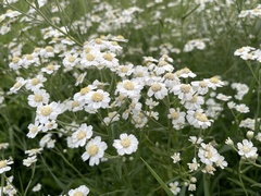 Achillea ptarmica