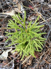 Diphasiastrum complanatum