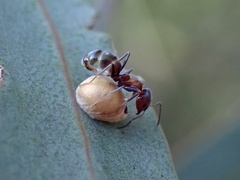 Eriococcidae