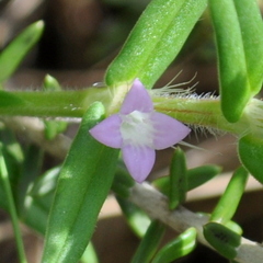 Hexasepalum apiculatum