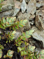 Veronica pinguifolia