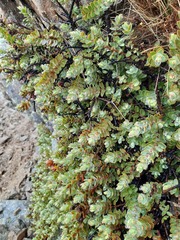 Veronica pinguifolia