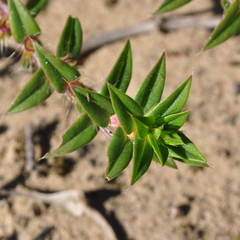 Hexasepalum apiculatum