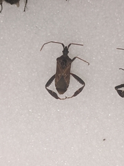 Leptoglossus corculus