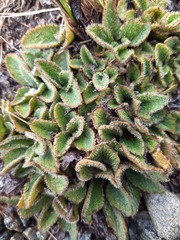 Brachyglottis lagopus