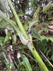 Oligactis sessiliflora