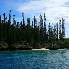 Araucaria columnaris
