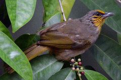 Pycnonotus finlaysoni