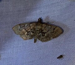 Herpetogramma aeglealis