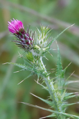 Carduus pycnocephalus
