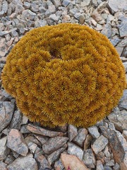 Aciphylla dobsonii