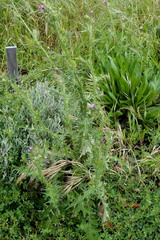 Carduus pycnocephalus