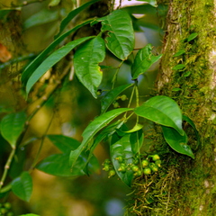 Faramea montevidensis