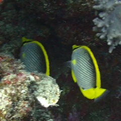 Chaetodon melannotus