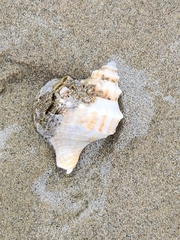 Austrofusus glans